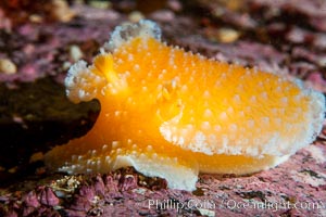 Orange Peel Nudibranch, Tochuina gigantea, Browning Pass, Vancouver Island, Tochuina gigantea