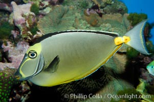 Orangespine unicornfish, Naso lituratus