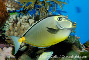 Orangespine unicornfish, Naso lituratus