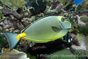 Orangespine unicornfish, Naso lituratus