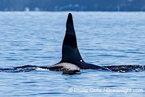 Orca Dorsal and Saddle Mark, Sitka Sound, Southeast Alaska
