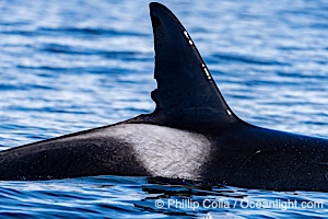 Orca Dorsal and Saddle Mark, Sitka Sound, Southeast Alaska