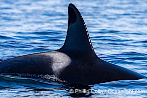 Orca Dorsal and Saddle Mark, Sitka Sound, Southeast Alaska