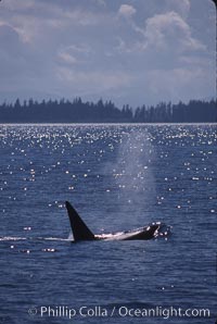 Killer whale (orca), Orcinus orca, Frederick Sound