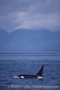 Killer whale (orca), Orcinus orca, Frederick Sound