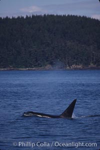 Killer whale (orca), Orcinus orca, Frederick Sound