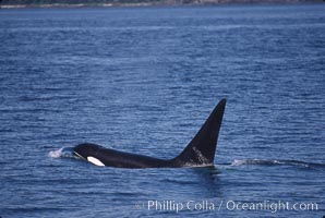 Killer whale (orca), Orcinus orca, Frederick Sound