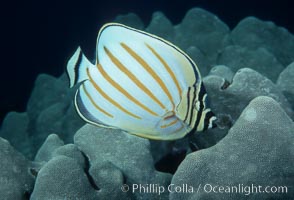 Ornate butterflyfish, Chaetodon ornatissimus, Maui