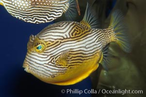 Ornate cowfish, male coloration, Aracana ornata