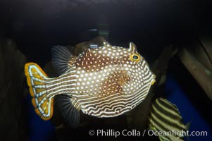 Ornate cowfish, female coloration, Aracana ornata