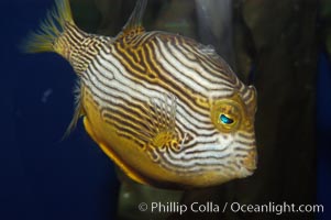 Ornate cowfish, male coloration, Aracana ornata