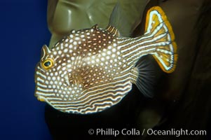 Ornate cowfish, female coloration., Aracana ornata, natural history stock photograph, photo id 09256
