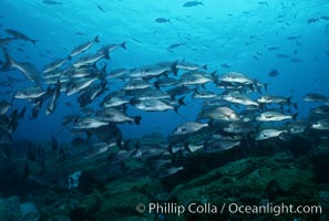 Grunts (peruvian, gray or Galapagos), Orthopristis