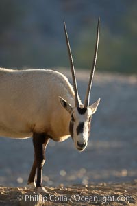 Arabian oryx.  The Arabian oryx is now extinct in the wild over its original range, which included the Sinai and Arabian peninsulas, Jordan, Syria and Iraq.  A small population of Arabian oryx have been reintroduced into the wild in Oman, with some success, Oryx leucoryx