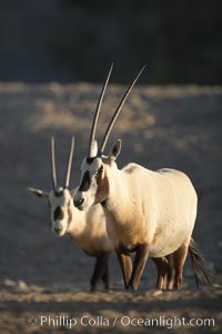 Arabian oryx.  The Arabian oryx is now extinct in the wild over its original range, which included the Sinai and Arabian peninsulas, Jordan, Syria and Iraq.  A small population of Arabian oryx have been reintroduced into the wild in Oman, with some success., Oryx leucoryx, natural history stock photograph, photo id 17959