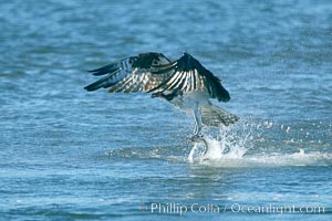 Osprey catches a small fish from a lagoon, Pandion haliaetus, Bolsa Chica State Ecological Reserve, Huntington Beach, California