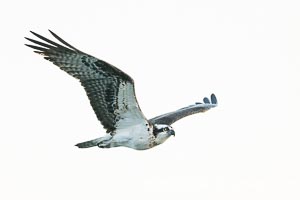 Osprey in Flight in La Jolla