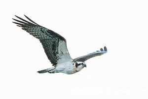 Osprey in Flight in La Jolla, Pandion haliaetus