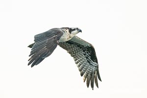 Osprey in Flight in La Jolla, Pandion haliaetus