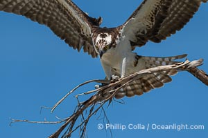 Osprey in Flight with Nesting Material, Fort De Soto, Florida, Pandion haliaetus, Fort De Soto Park, St. Petersburg