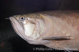 Silver arowana, Osteoglossum bicirrhosum