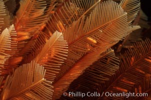 Ostrich-plumed hydroid, Ensenada, Aglaophenia struthionides