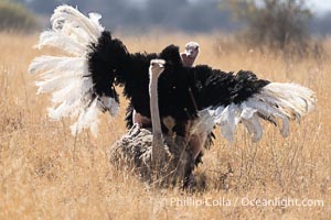 Ostriches mating at Nairobi National Park. The male is in back, female in front, Struthio camelus