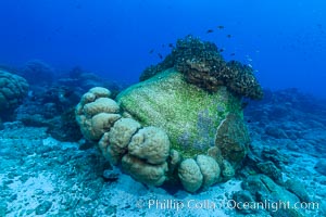 Enormous Porites lobata coral head, overturned by storm surge, Clipperton Island. France, Porites lobata, natural history stock photograph, photo id 32967