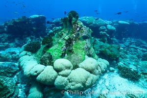 Enormous Porites lobata coral head, overturned by storm surge, Clipperton Island. France, Porites lobata, natural history stock photograph, photo id 32984