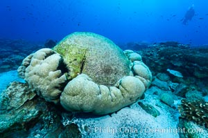 Enormous Porites lobata coral head, overturned by storm surge, Clipperton Island, Porites lobata