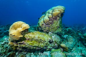Overturned Porites Lobata Coral Head, Clipperton Island, Porites lobata