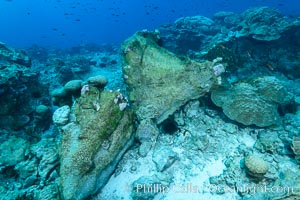 Enormous Porites lobata coral head, overturned by storm surge, Clipperton Island, Porites lobata