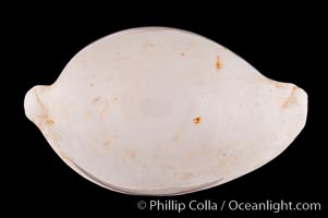 Common Egg Cowrie, Ovula ovum