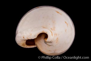 Common Egg Cowrie, Ovula ovum