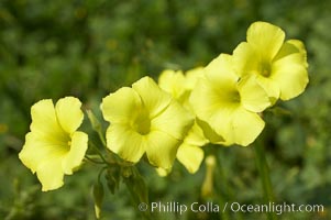 Bermuda buttercup, Batiquitos Lagoon, Carlsbad, Oxalis pes-caprae