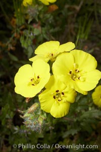 Bermuda buttercup, Batiquitos Lagoon, Carlsbad, Oxalis pes-caprae