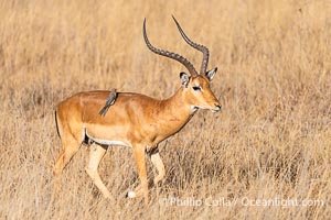 Red-Billed Oxpecker on Impala, Nairobi National Park, Aepyceros melampus, Buphagus erythrorhynchus