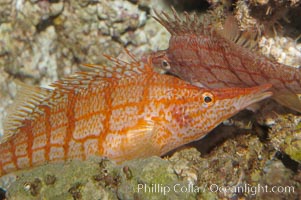 Longnose hawkfish, Oxycirrhites typus