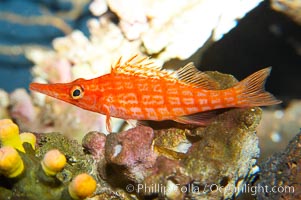 Longnose hawkfish, Oxycirrhites typus