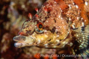 Painted greenling, Oxylebius pictus, Monterey, California