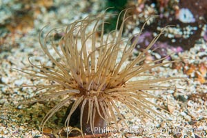 Pachycerianthus fimbriatus, Hornby Island, Canada