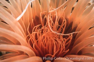 Tube anemone mouth, Pachycerianthus fimbriatus, La Jolla, California