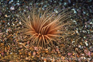 Tube anemone, Pachycerianthus fimbriatus, La Jolla, California