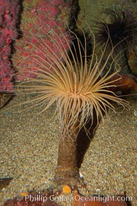 Tube anemone, Pachycerianthus fimbriatus