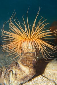 Tube anemone, Pachycerianthus fimbriatus