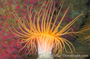 Tube anemone., Pachycerianthus fimbriatus, natural history stock photograph, photo id 14049