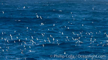 Prions in flight, gathering on the open sea in a feeding aggregation.  Prions are small petrel birds, typically feeding on small crustacea such as copepods, ostracods, decapods, and krill, as well as some fish.  They are about 12" in length, Pachyptila