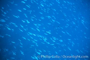 Schooling Pacific Creolefish, Darwin, Paranthias colonus, Darwin Island
