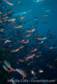 Pacific creolefish, Paranthias colonus, Cousins