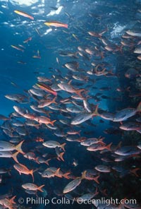 Pacific creolefish, Paranthias colonus, Cousins